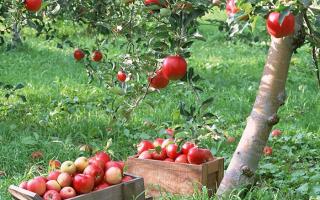 Как распознать по коре недуги яблони