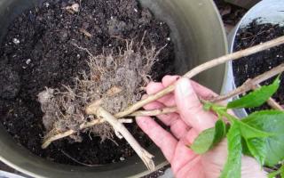 Гортензия садовая: размножение черенками, отводками и семенами