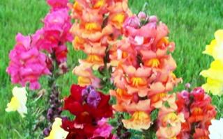 Какие цветы можно сеять в июне в грунт: название, фото, описание