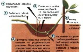 Секреты размножения садовой гортензии