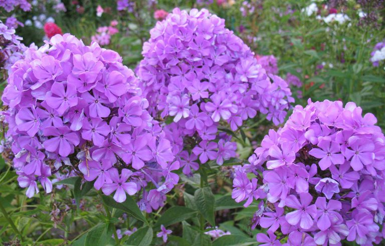 Do I Need To Dig Phlox For The Winter Phlox Care In The Fall