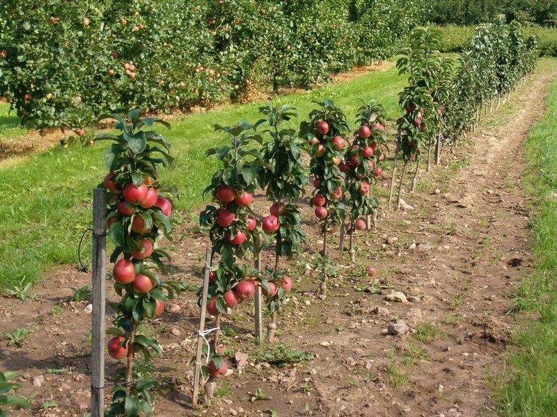 كيف تزرع شجرة تفاح صغيرة في الربيع زرع شجرة التفاح القواعد