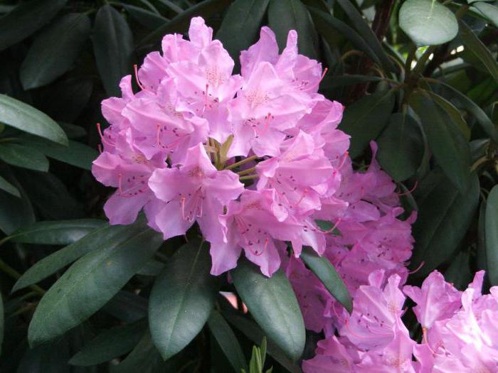 Реферат: Rhododendron Essay Research Paper RhododendronThe plant rhododendron