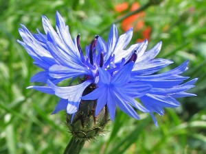 Реферат: Характеристика рослин воловик лікарський волошка синя вороняче око звичайне в язіль плямисти