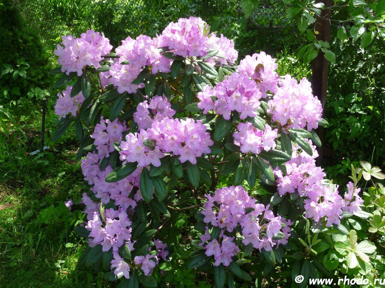 Реферат: Rhododendron Essay Research Paper RhododendronThe plant rhododendron