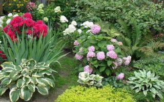 Growing and propagating hydrangea