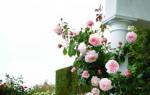 Planting and caring for climbing roses