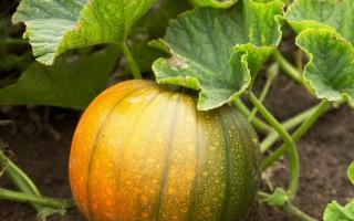 How to grow a good pumpkin crop?