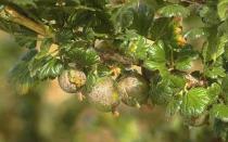 Gooseberry: diseases and their treatment