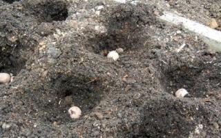 Planting potatoes: when to start