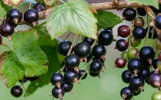 4 effective ways to propagate currants