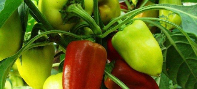 Tips for a novice farmer: technology for growing sweet peppers