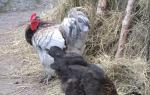 Compatibility of a rooster and a pig in a relationship Compatibility of a man earthen rooster woman boar