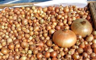 Growing onions for turnips in open ground