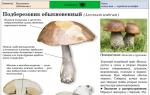 When to collect boletus mushrooms Which mushroom grows under which tree