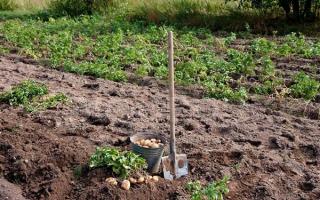 متى وكيف يتم حصاد البطاطس للتخزين: احفر المحصول في الوقت المحدد