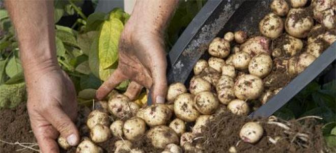 كيف نزرع البطاطس بشكل صحيح للحصول على محصول جيد؟