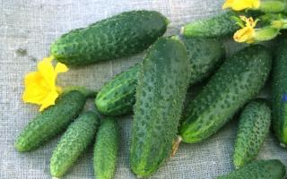 Cucumbers on a home windowsill in winter: recommendations for beginners