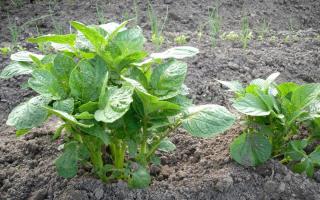 Traditional and unusual ways of planting potatoes
