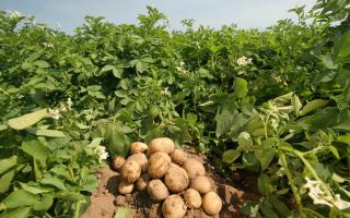 زراعة البطاطس والعناية بها - أسرار زراعة النباتات بنجاح