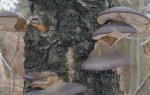 Autumn oyster mushroom (Panellus serotinus) Late oyster mushroom