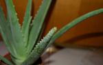 Aloe: Tibbiy xususiyatlari va kontrendikatsiyalar