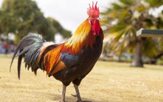 Compatibility of the Rooster and the Pig: character traits, relationships in marriage, friendship, love Compatibility of the Rooster with the Pig