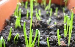 Leeks: growing seedlings from seeds at home