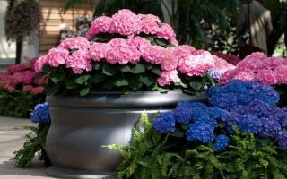 How to propagate hydrangea from cuttings