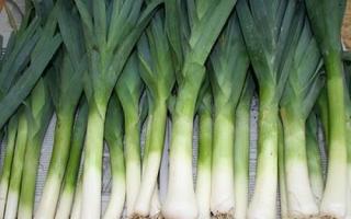 Leeks: from sowing to harvesting