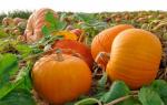 The best varieties of bush pumpkin for open ground: description, photo