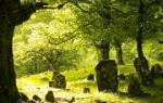 I dreamed about a cemetery: what does it mean?