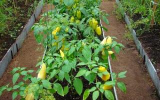 Secrets of a good pepper harvest