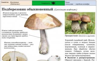When to collect boletus mushrooms Which mushroom grows under which tree