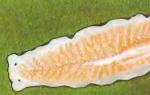 Planarian habitat.  Milky white planaria.  The internal structure is divided into a number of systems