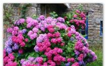 Why hydrangea does not bloom in the garden and at home