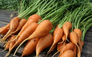 How to grow a rich harvest of carrots?