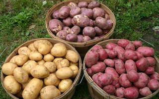 عندما يحين وقت حفر البطاطس: التوقيت الأمثل لحصاد المحصول وتخزينه