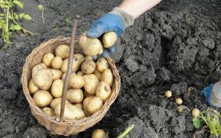 When can you dig up young potatoes for food after flowering, after what time?