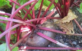 When to harvest beets, and what yield can you expect?