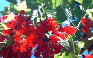How to treat currants in June using folk remedies