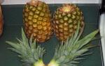 Homemade pineapple in a pot from the top - your own personal mini-tropics How to grow pineapple from the top of home