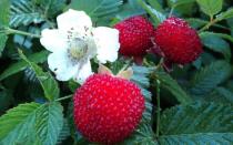 Strawberry raspberries: planting, growing and care
