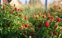 Features of growing strawberry raspberries