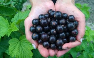 When is it better to plant and replant blackcurrants - in spring or autumn?