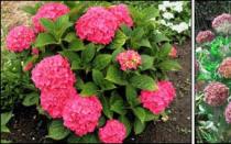 Magical hydrangea large-leaved Nikko Blue: growing and care